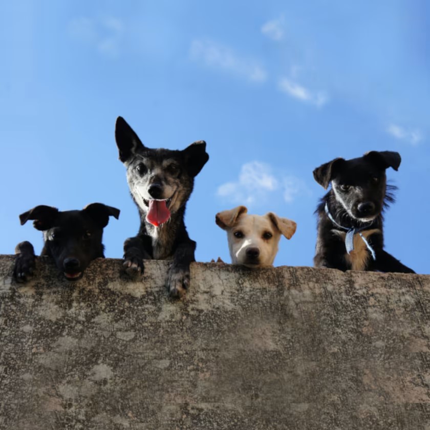 Hintergrundbild - vier Hunde die frech über eine Mauer schauen