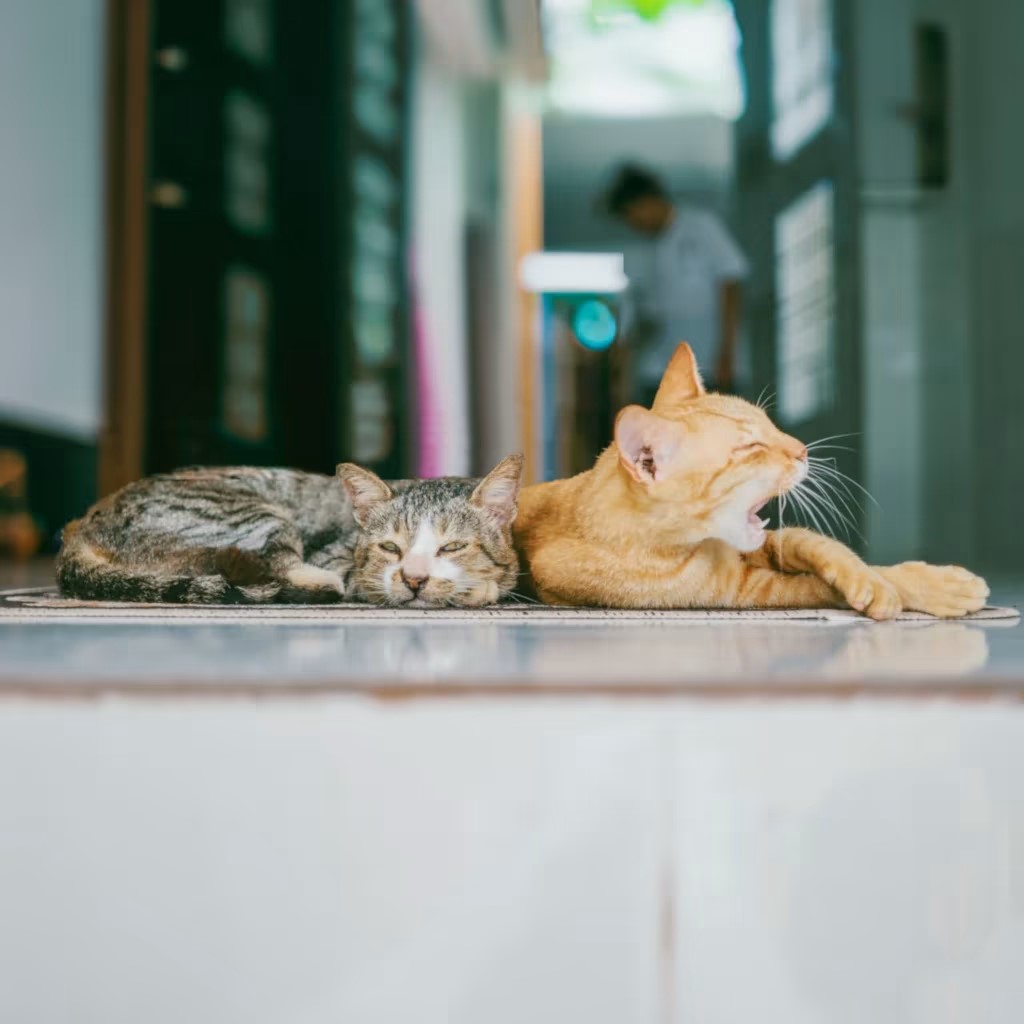Hintergundbild zwei gemütliche Katzen
