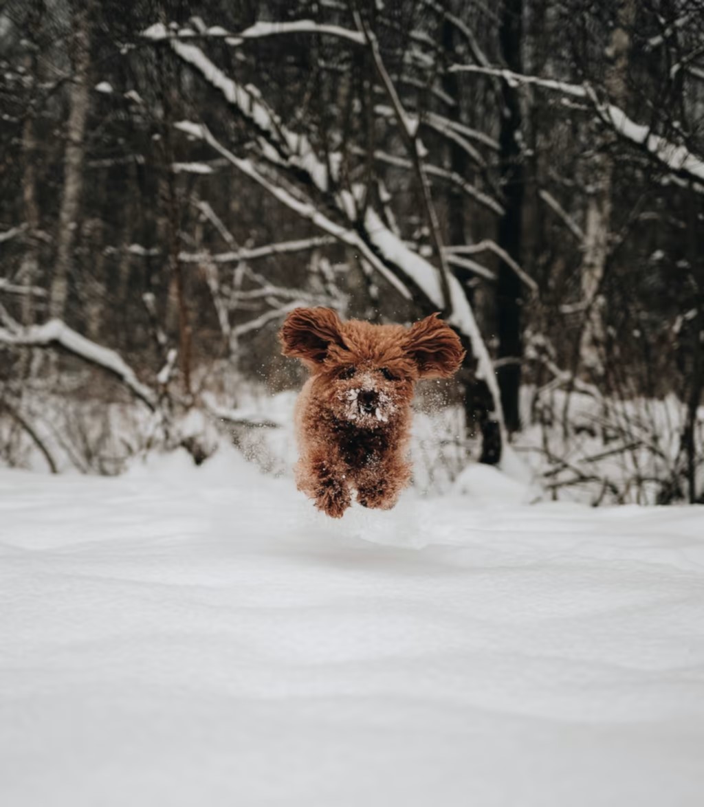 Hintergrundbild - Hund springt im schnee