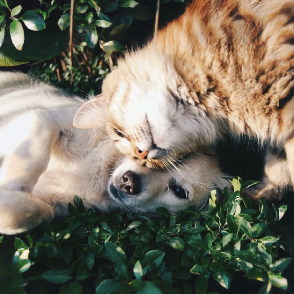 Hintergrundbild mit Hund und Katze
